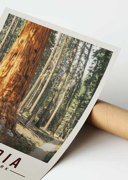 Sequoia Minimalist National Park Poster